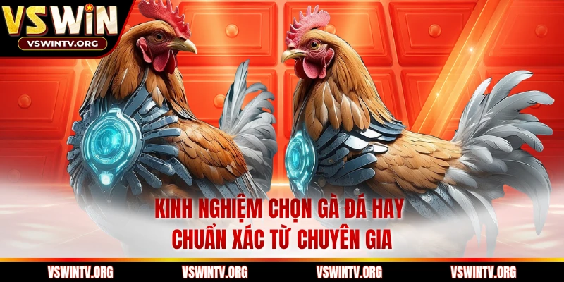 Kinh nghiệm chọn gà đá hay chuẩn xác từ chuyên gia 
