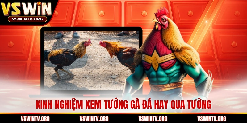 Kinh nghiệm xem tướng gà đá hay qua tướng 