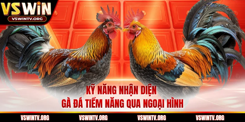 Kỹ năng nhận diện gà đá tiềm năng qua ngoại hình