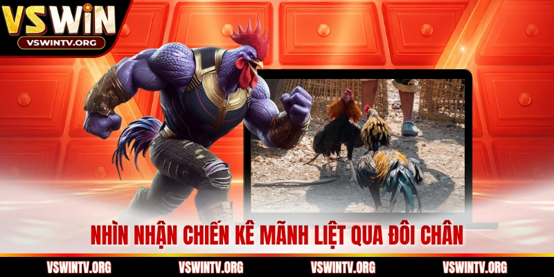 Nhìn nhận chiến kê mãnh liệt qua đôi chân