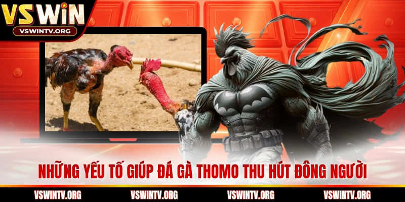 Những yếu tố giúp đá gà Thomo thu hút đông người