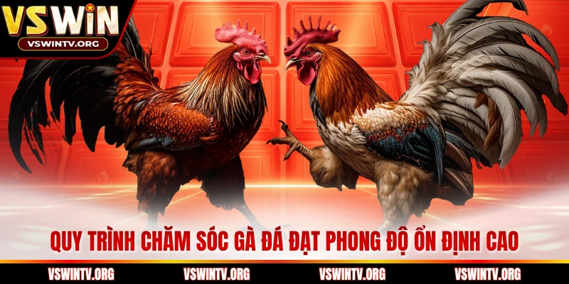 Quy trình chăm sóc gà đá đạt phong độ ổn định cao