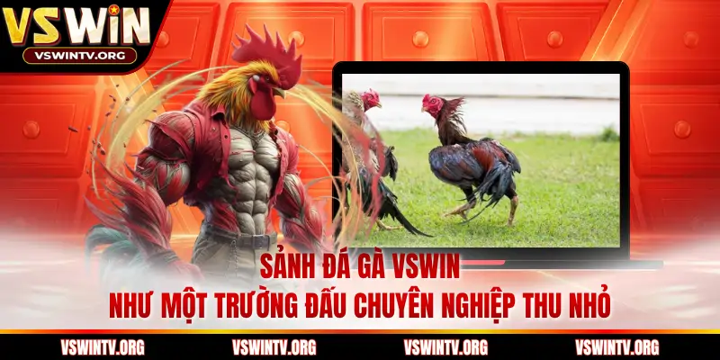 Sảnh đá gà VSWIN như một trường đấu chuyên nghiệp thu nhỏ 